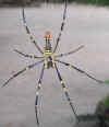 baticgoldenwebspider20060528kuki.jpg (29206 Byte)