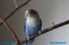 bluelovebird20120531inida2.jpg (46842 Byte)