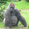 gorilla200803wikipedia.jpg (54566 Byte)