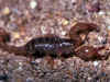 skorpion.jpg (35730 Byte)