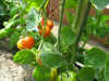 tomaten9414inidiacl.JPG (83155 Byte)